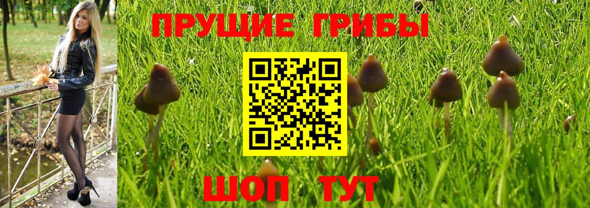 Галлюциногенные грибы Psilocybe Астрахань